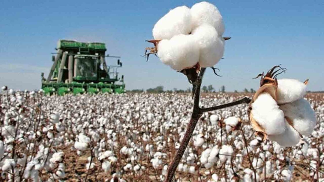 50% Drop in Cotton Production Triggers Crisis in Textile Sector