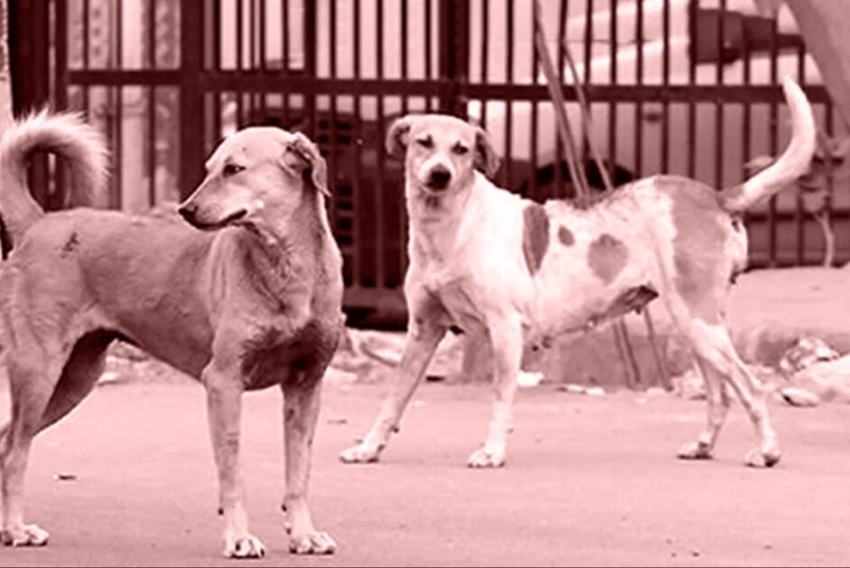 Stray Dog Overpopulation in Karachi Poses Growing Threat to Public Safety