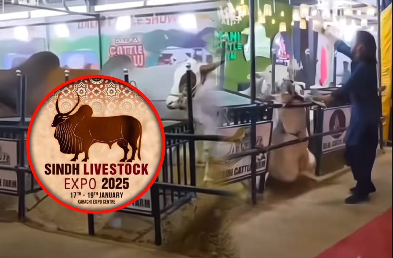 Livestock Expo 2025: Electrical Fault Claims Lives of Two Cattle at Karachi Expo Center